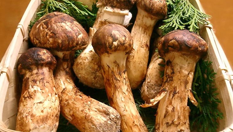 Ăn nấm tốt cho sức khỏe