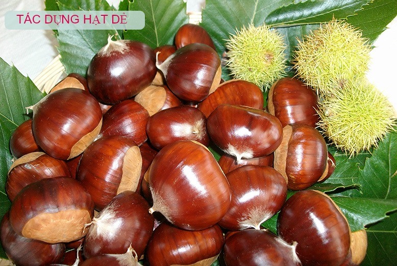 Tác dụng của hạt dẻ