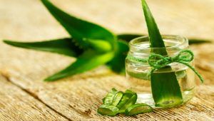 công dụng của nha đam