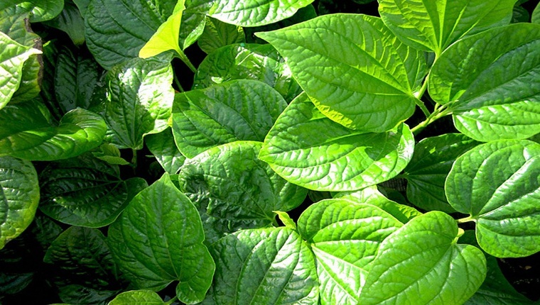công dụng của lá lốt