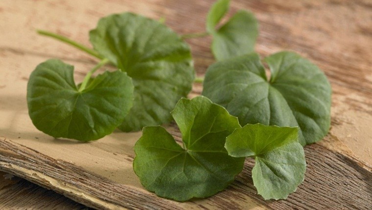 lợi ích của rau má