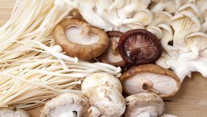 Các loại nấm chữa bệnh
