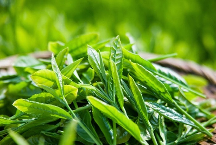trà xanh chứa chất chống oxi hóa phòng ngừa ung thư