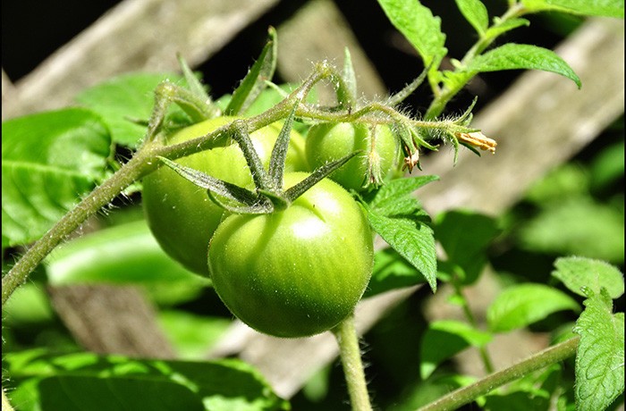 tuyệt đối không ăn cà chua xanh bởi nó chứa chất độc cho cơ thể
