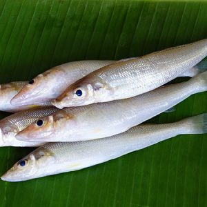 Cá bống đục